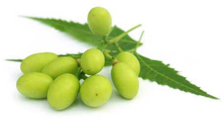 Medicinal neem fruits with twigs