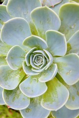 The close up of Kalanchoe blossfeldiana