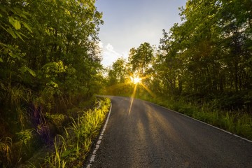 Road in Forest with the sun behind