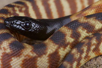 Black-headed python (Aspidites melanocephalus)