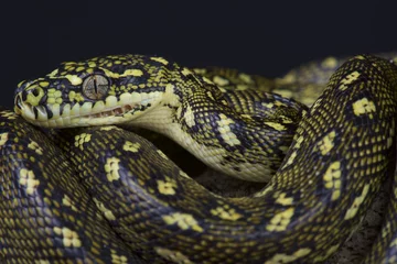 Fotobehang Diamond python (Morelia s.spilota) © mgkuijpers