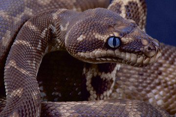 Rough-scaled python (Morelia carinata)