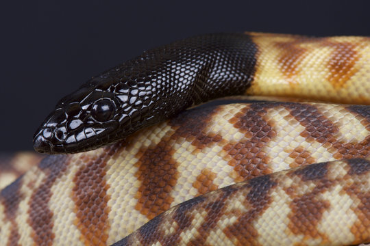 Black-headed python (Aspidites melanocephalus)