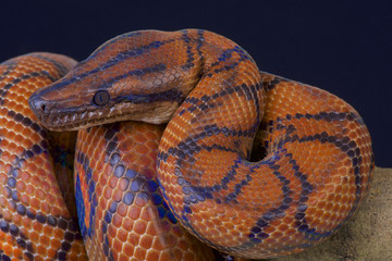 Brazilian Rainbow boa (Epicrates cenchria cenchria)