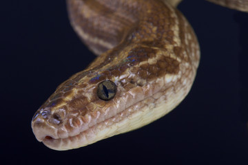 Colombian rainbow boa (Epicrates maurus)