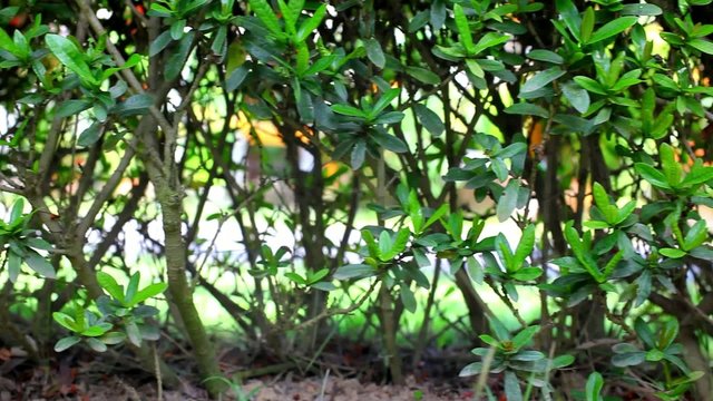 Landscape view of Red Ixora coccinea. Video shift motion close