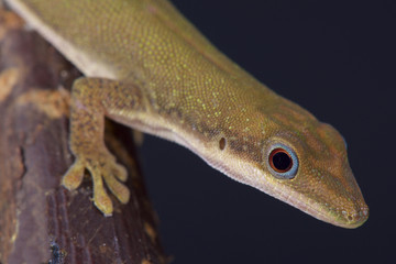 Dull day gecko (Phelsuma dubia)