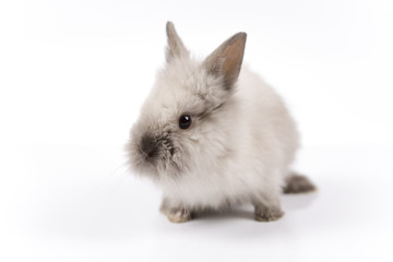 Obraz premium Easter bunny on white background isolated