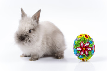 Easter bunny and Easter eggs on white background