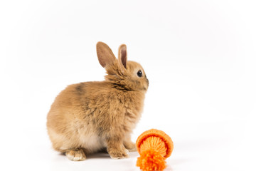 Funny Easter bunny with orange cap on white background isolated