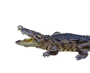 Crédence de cuisine en verre imprimé Crocodile crocodile sur fond blanc.