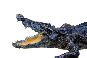 crocodile on white background.