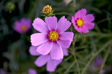 Obraz premium Beautiful flower background