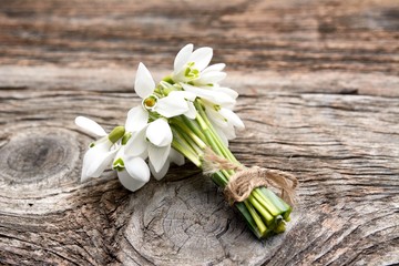 snowdrops bunch on wooden background