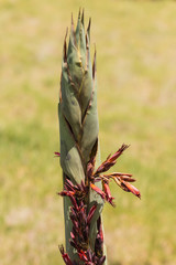 close up of New Zealand flax flowers
