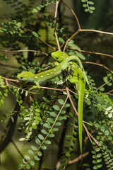 basking Wellington green geckos