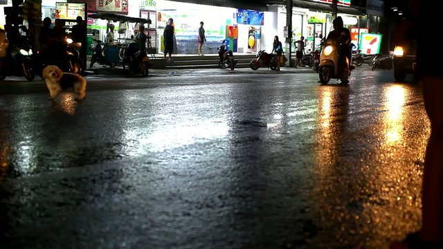 Cars drive and the dog runs unhinged on a wet road after rain