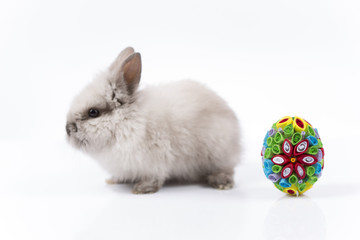 Easter bunny in basket and Easter eggs on white background 