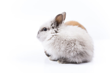 Easter bunny on white background isolated