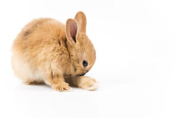 Easter bunny on white background isolated