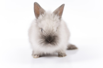 Easter bunny on white background isolated