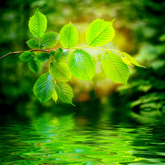 Plakat forest trees leaf