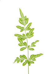 Fototapeta premium Green leaf