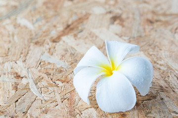 Fototapeta na wymiar Tropical flowers frangipani on wood