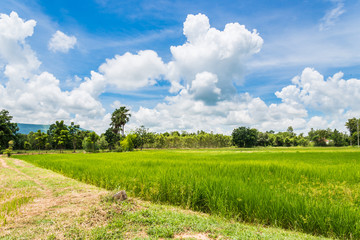 Rice field