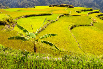 Banana Tree inbetween the rice fields