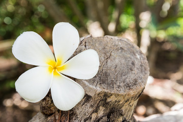 This flower, frangipani or plumeria was found on wooden.