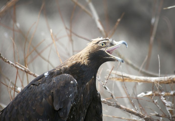 Золотой орёл