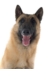malinois