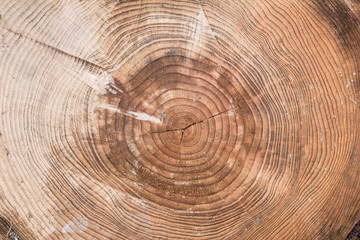 Naklejka premium Trunk cut