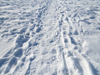 Fototapeta na wymiar Hotfoot in the snow, which shows many traces.