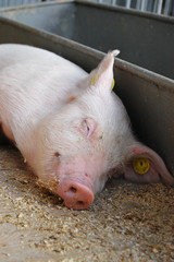 Sleepy piglet in a cage