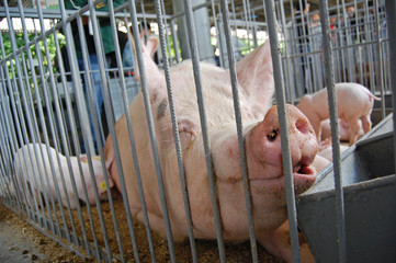 Pig in a cage. Exibition.
