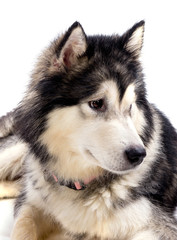 chien femelle Malamute