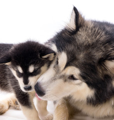 chienne Malamute et son chiot