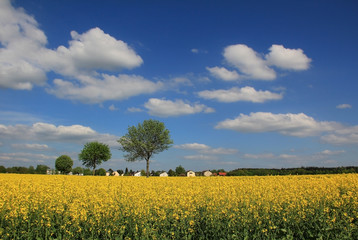 Obraz premium Rapsfeld am Dorfrand