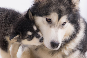 chien femelle Malamute et son chiot
