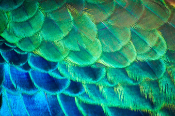 Obrazy na Plexi  Zbliżenie pawie pióra