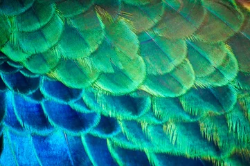 Printed kitchen splashbacks Peacock Closeup peacock feathers