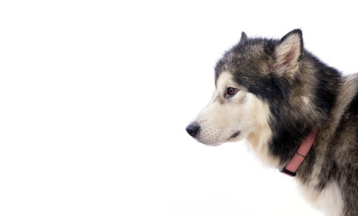 chien femelle Malamute