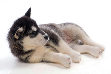 chiot malamute sur fond blanc