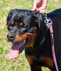 Rottweiler dog portrait
