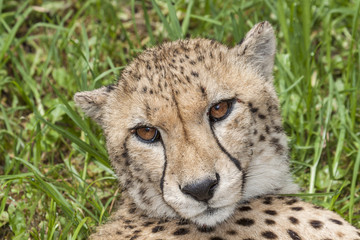 cheetah in the grass
