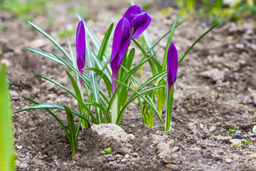 Purple crocus plant with closed flowers