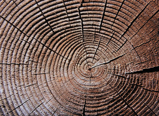 Naklejka premium Pierścienie wzrostu z drewna
