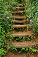 staircase in a thicket